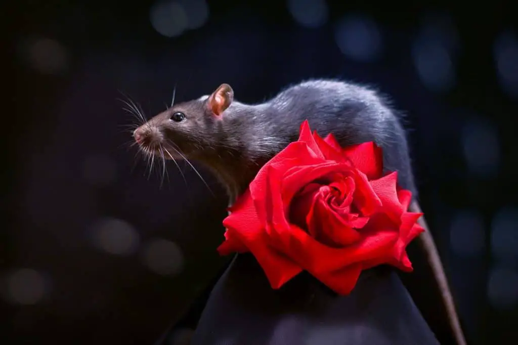 Spiritual Meaning of Rats