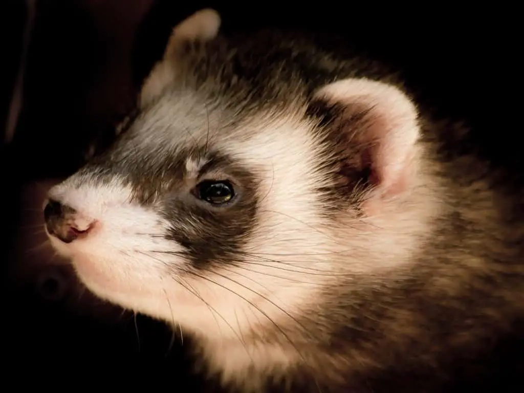 Ferret Dream Meaning and Symbolism