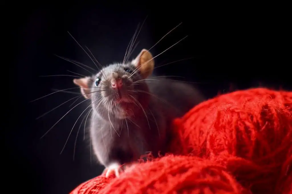 Significado De Matar Ratas En Sueños