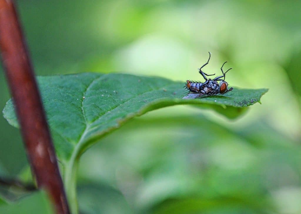 dead-flies-in-dream-meaning-and-symbolism-inside-my-dream