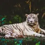Dream Meaning White Tiger