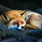 Fox Dream Meaning: Unleash Your Potential
