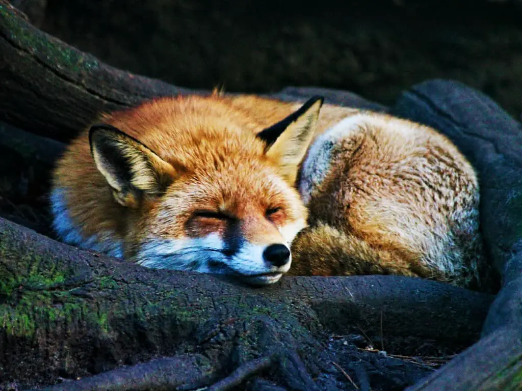 Fox Dream Meaning, A time of reflection!