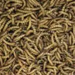 Spiritual Meaning of Maggots in House