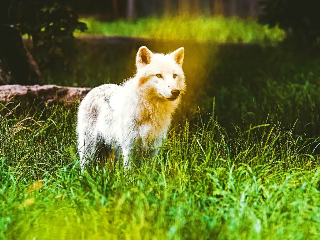 Japanese Name Meaning White Wolf