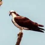 Spiritual Meaning of the Osprey: Get Ready for Transformation