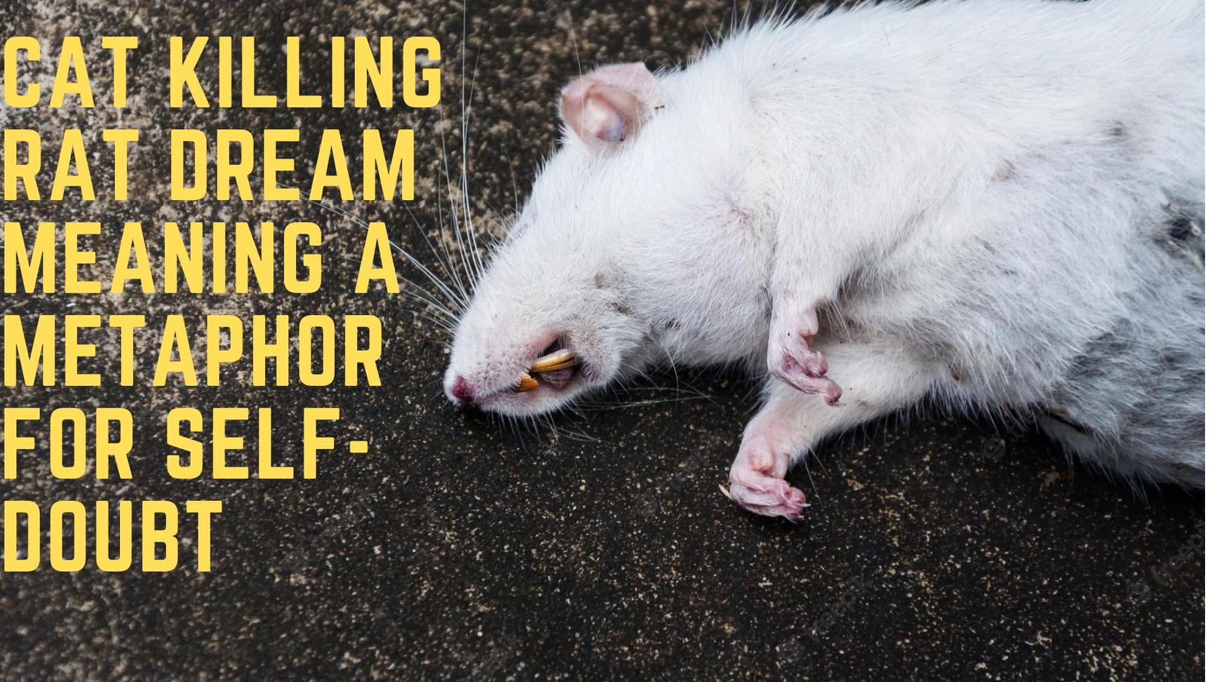 1 Dream Of Killing A Dead Mouse