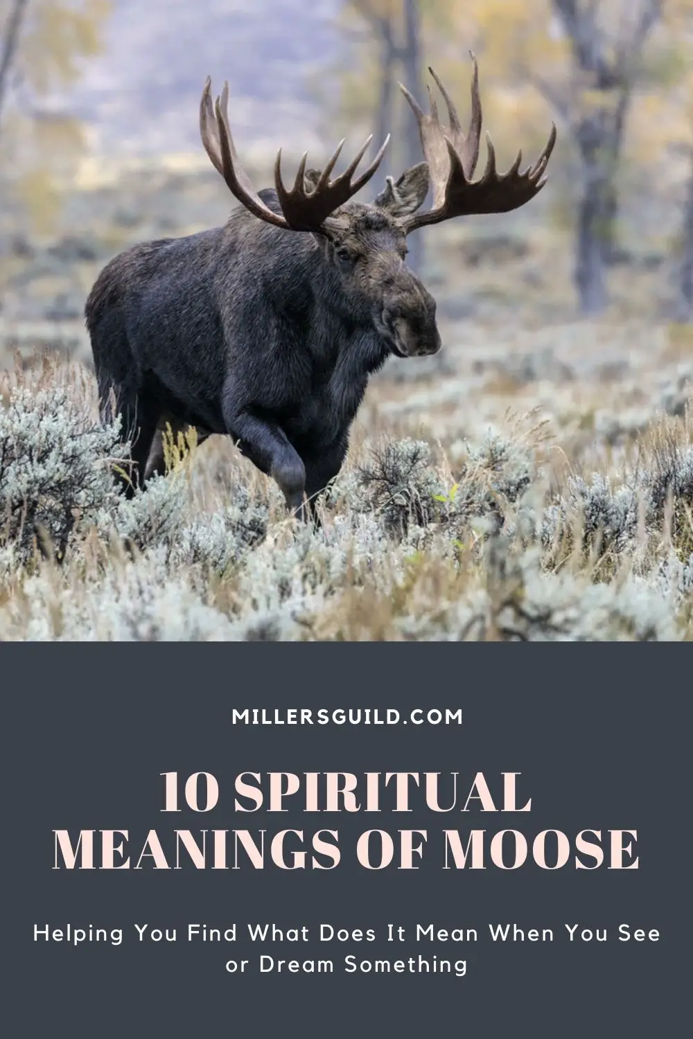 2 Moose As A Sign Of Guidance