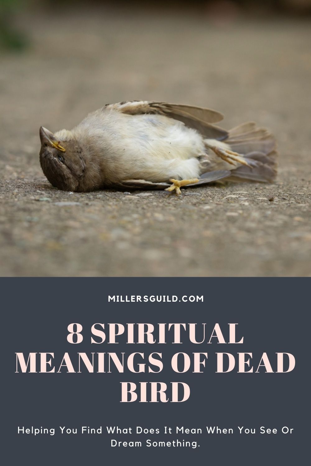 2. Symbolic Meaning Of Dead Bird In Your Yard