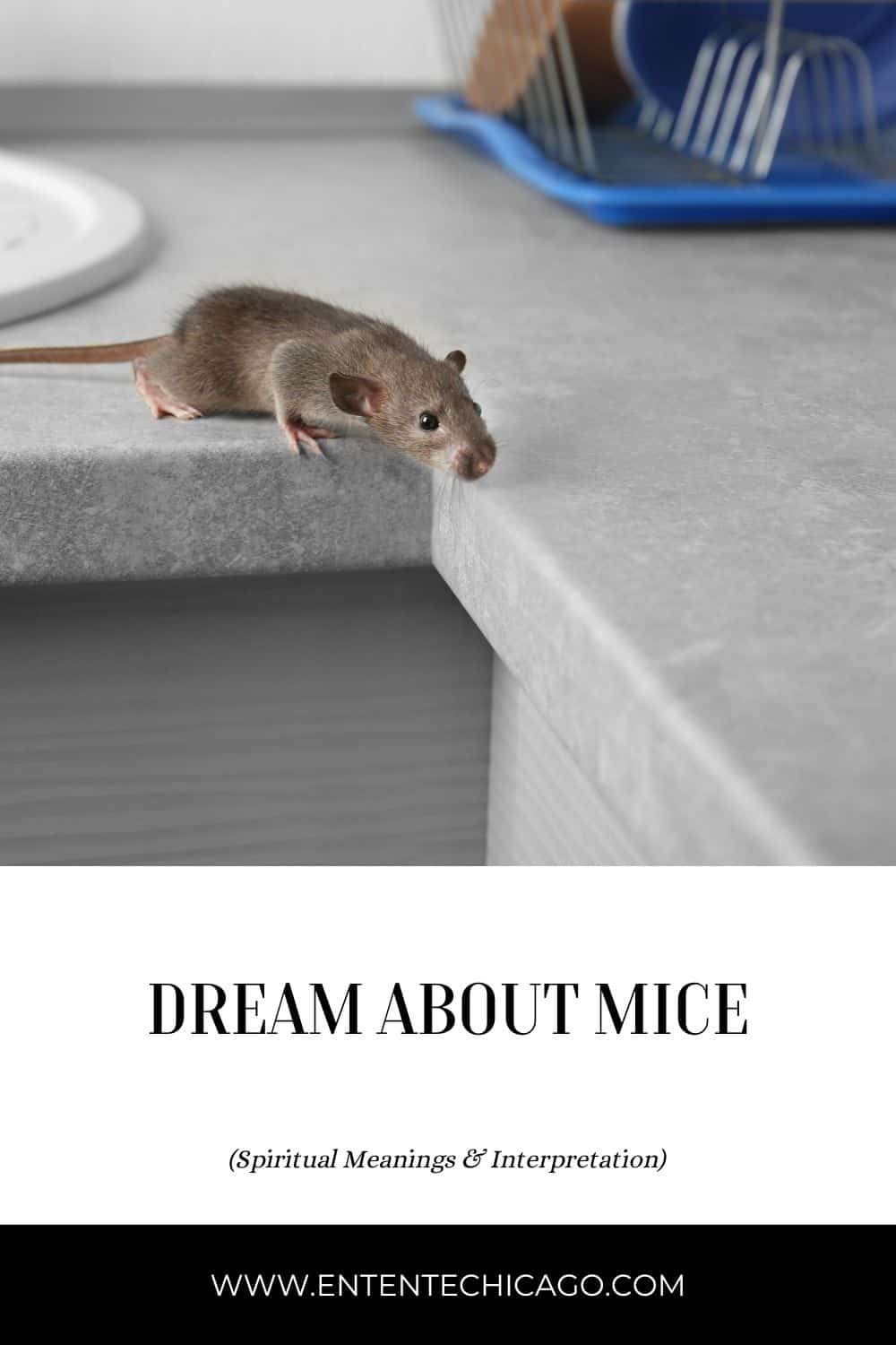 3 Dream Of Chasing A Dead Mouse