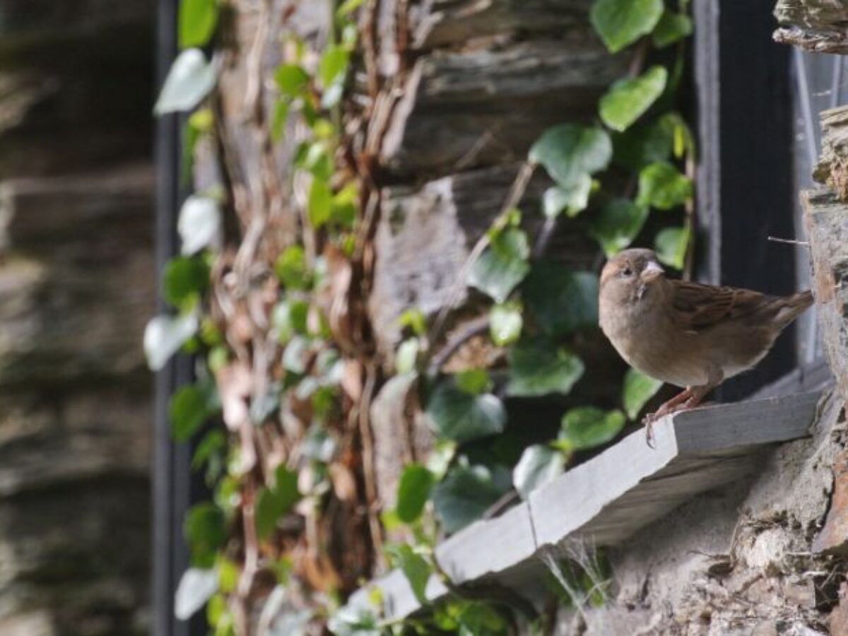 When a Bird Hits the Window What Does It Mean? Unveiling Symbolism and Superstitions