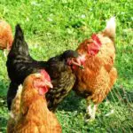 Chicken - Unlock the Spiritual Meaning Behind Your Dreams