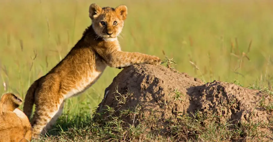 Lion Cubs