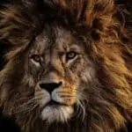 Unlock the Spiritual Meaning of Your Dream of a Lion Entering Your House