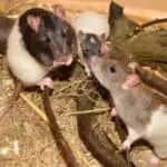 Uncovering the Spiritual Meaning of Rats in Dreams: Dream Interpretation and Spiritual Discovery