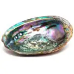 Unlock the Spiritual Meaning of Your Dreams with Abalone Shell!
