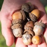 Acorn: Uncovering the Spiritual Meaning and Symbolism in Dreams