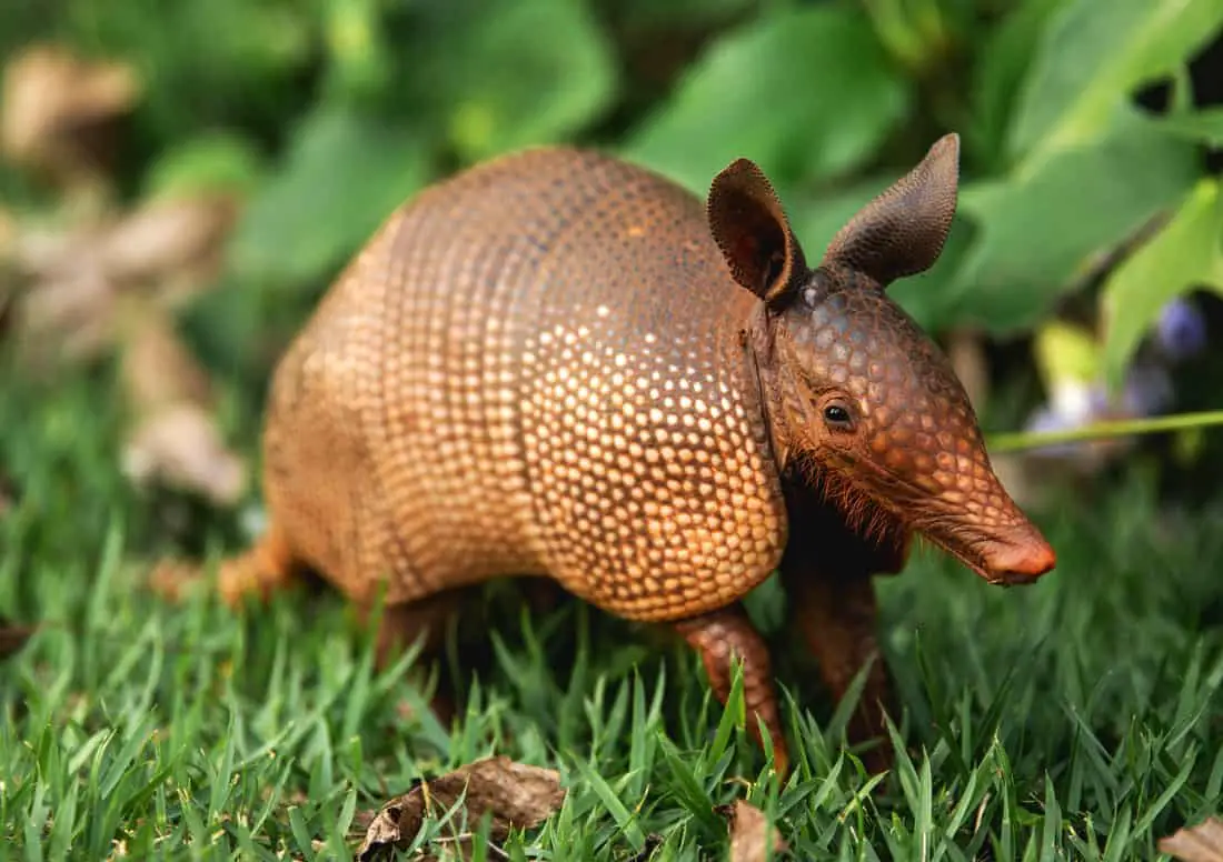 Armadillo'S Connection To Good Luck