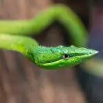 Green Snake Dream Meaning: Uncovering the Spiritual Significance of This Common Dream Symbol