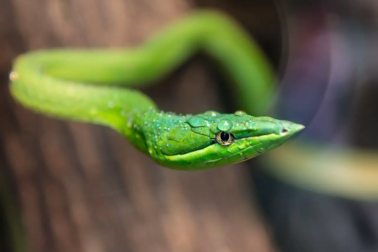Biblical Meaning Of Green Snakes In Dreams