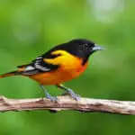 Bird - Unlocking the Spiritual Meaning of Dreams Involving Birds