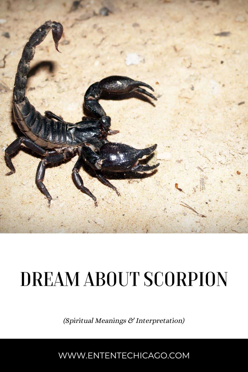 Black Scorpion Dream Meaning