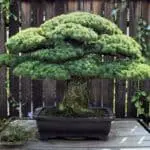 Bonsai Tree: Discover the Spiritual Meaning Behind Your Dreams