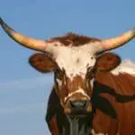 Bull: Spiritual Meaning of Bull Dreams and Their Significance