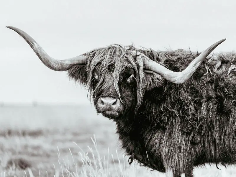 Bull as a Totem Animal