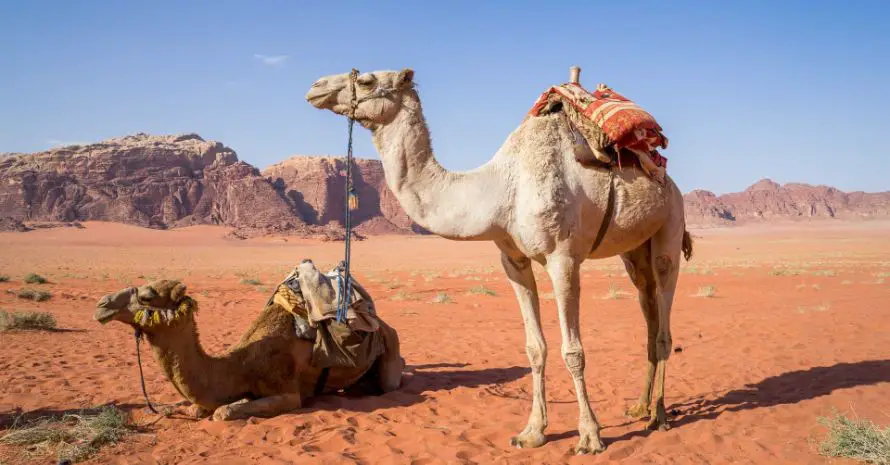 Camel Dream Meaning