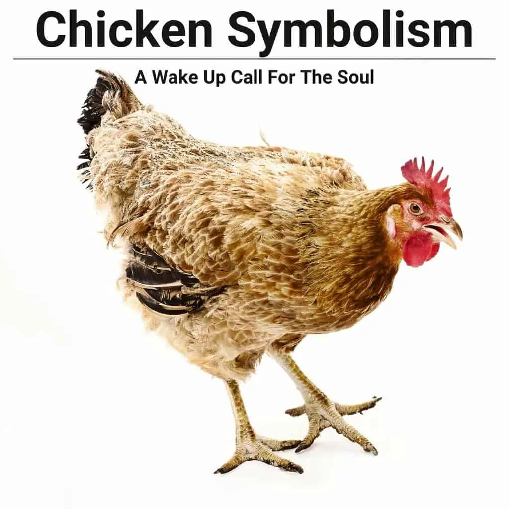 Chicken As A Symbol Of Fertility