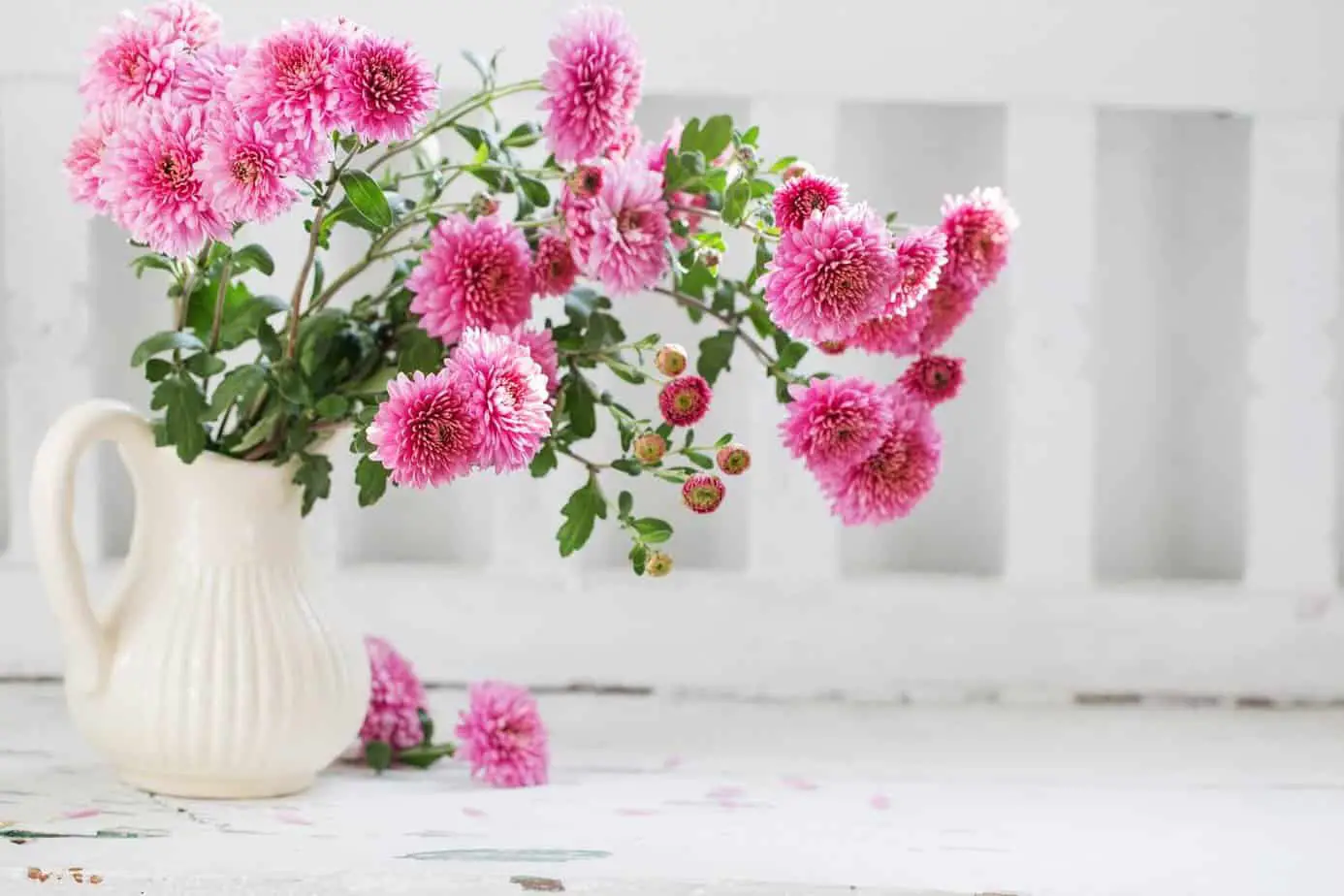 Chrysanthemum’S Meaning In Different Cultures