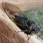 Cicada: Uncovering the Spiritual Meaning Behind the Dream Symbol