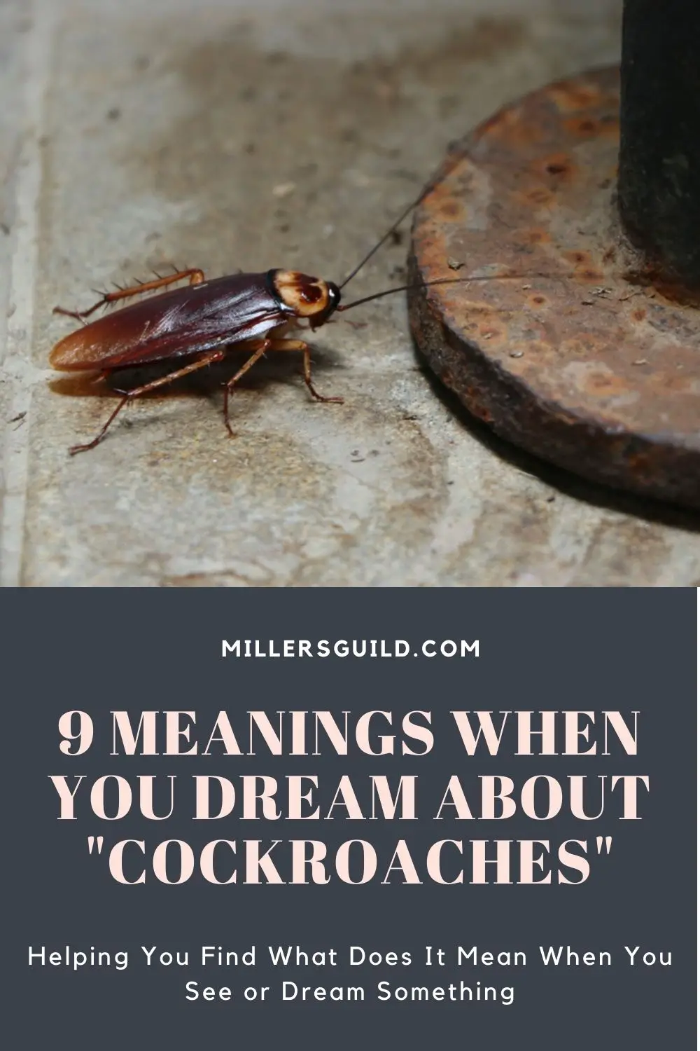 Cockroach Dream Meaning