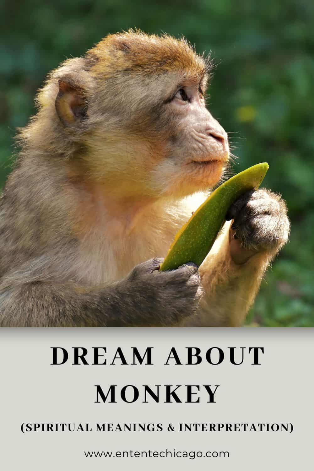 Common Dream Scenarios Involving Monkeys