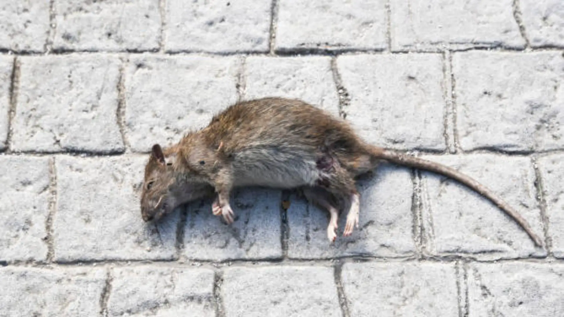 Common Dreams About Dead Mice