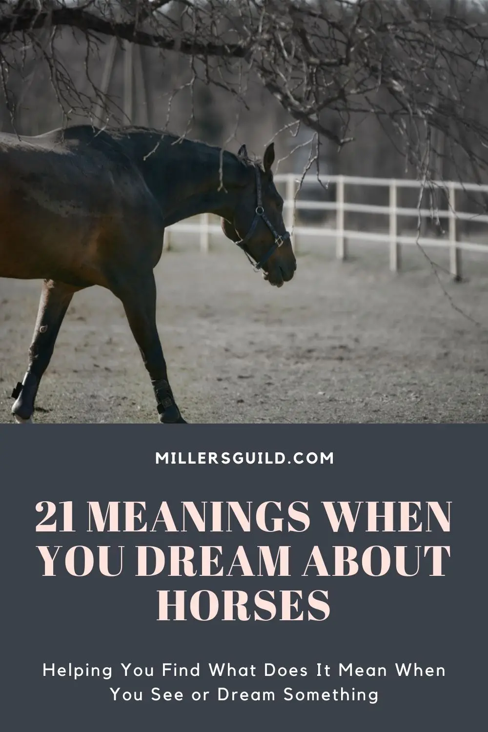 Common Dreams About Horses