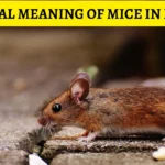 Dreaming of Mice: Uncovering the Spiritual Meaning Behind Your Dreams