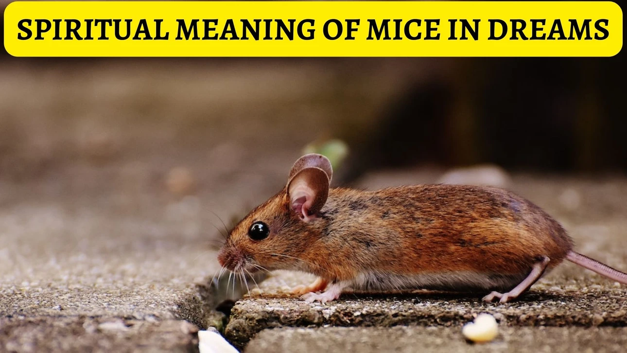 Common Dreams Involving Mice
