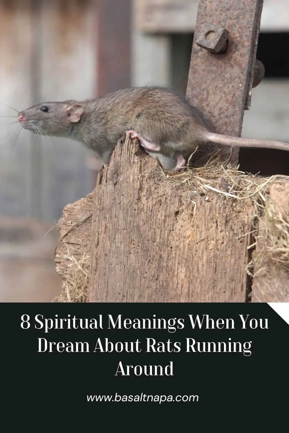 Common Dreams Involving Rats