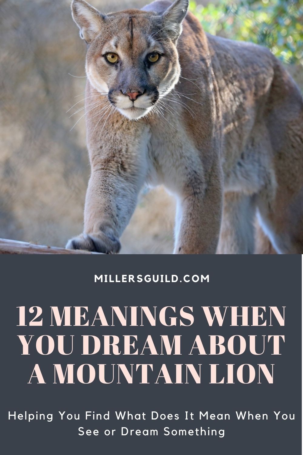 Common Dreams Of Mountain Lions