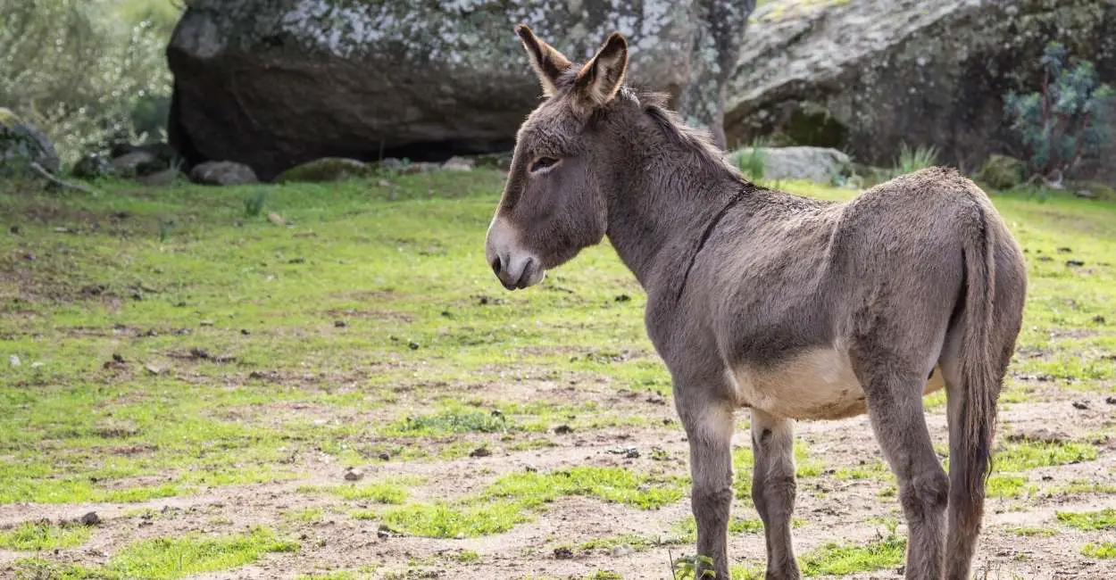 Donkey: Uncovering the Spiritual and Dream Meaning Behind this Noble Animal