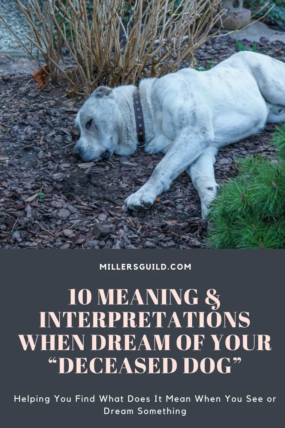 Common Symbolic Meanings Of Dog Drowning Dreams