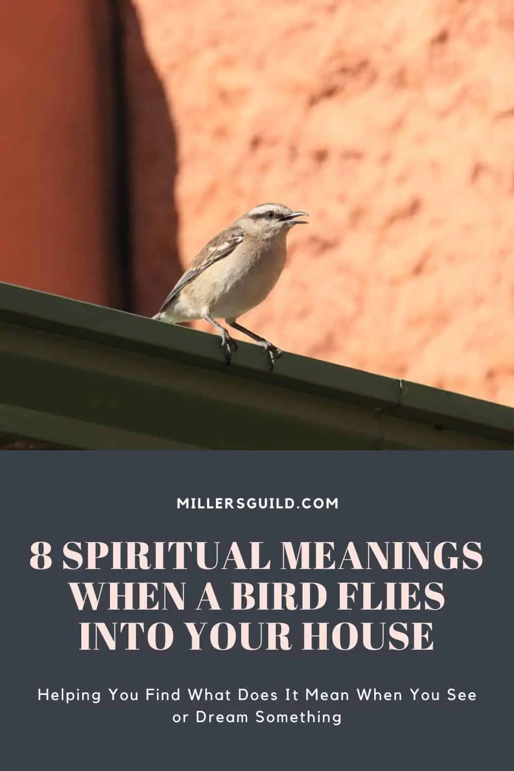 Common Types Of Birds Flying Into Houses