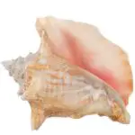 Conch Shell: Uncovering the Spiritual and Dreaming Meaning Behind It