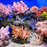 Coral: Uncovering the Spiritual Meaning of Dreams Involving This Colorful Sea Creature
