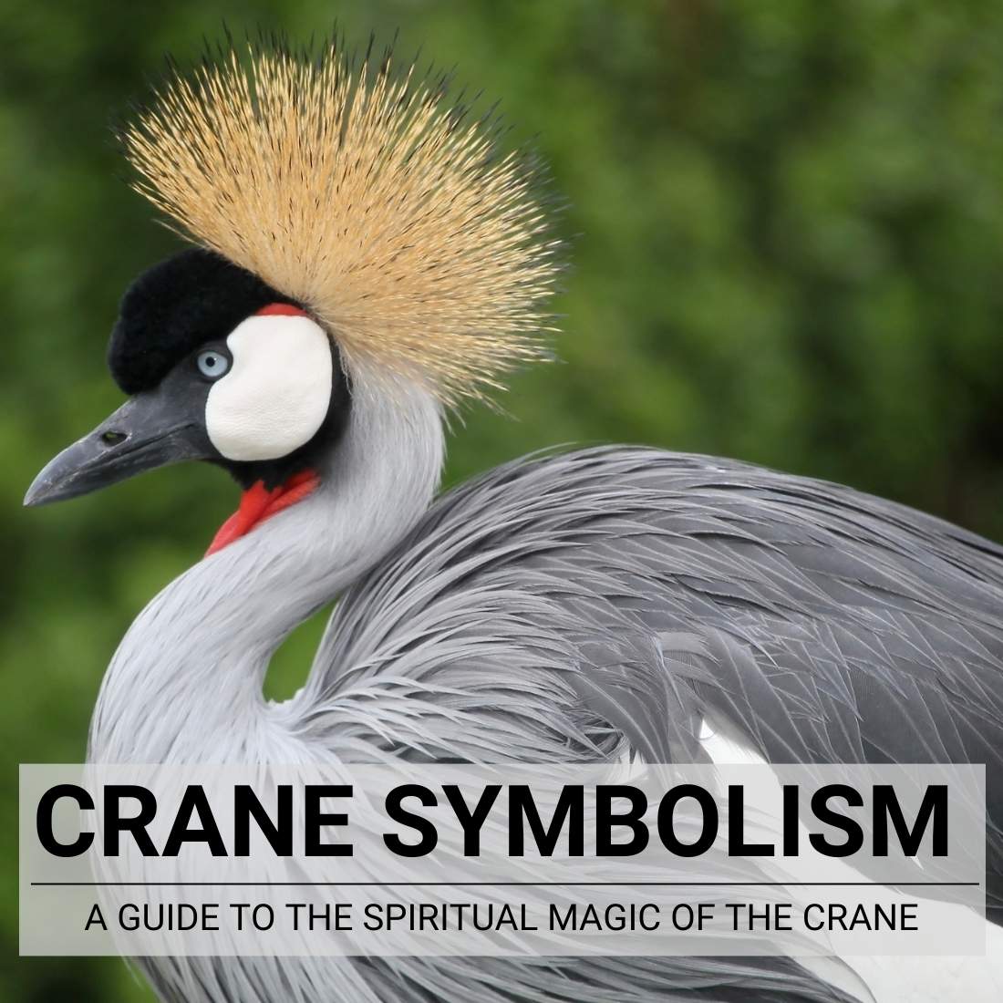 Cranes: Characteristics, Types And Uses