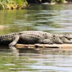 Unlock the Spiritual Meaning of Crocodiles in Your Dreams