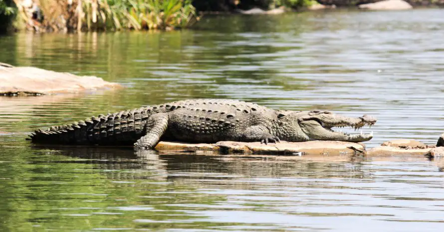 Crocodiles in Your Dreams