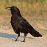 Crow: Unlocking the Spiritual and Dream Meanings of This Mysterious Bird